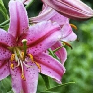 Pink lily flower blooming outdoors.