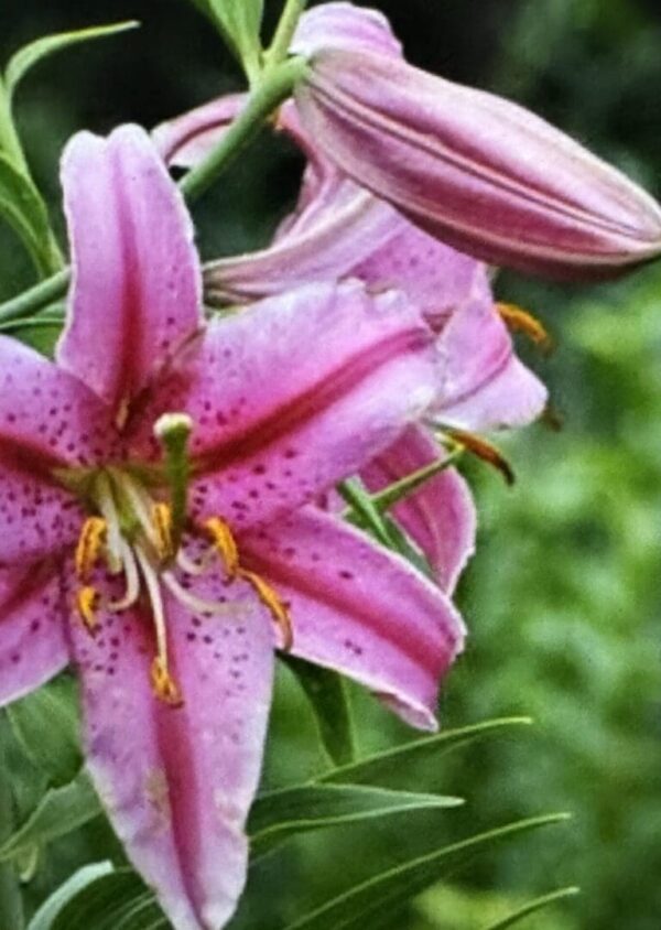 Pink lily flower blooming outdoors.