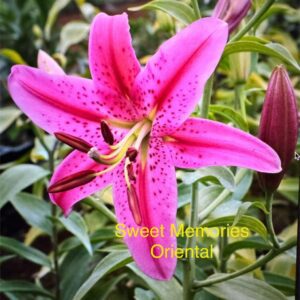 Pink Sweet Memories Oriental lily.