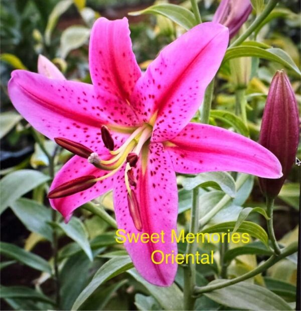 Pink Sweet Memories Oriental lily.