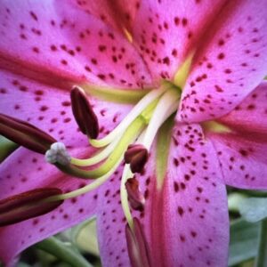 Pink lily with dark spots closeup.