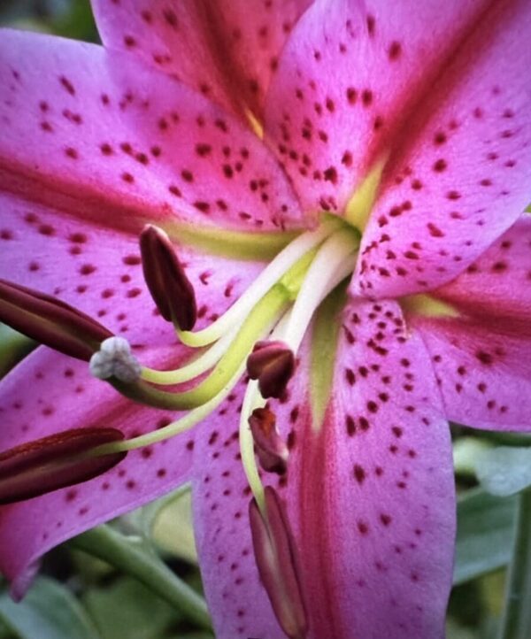 Pink lily with dark spots closeup.