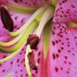 Close-up of a pink speckled lily.