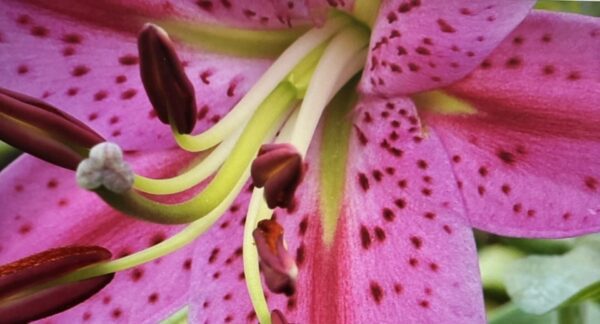 Close-up of a pink speckled lily.