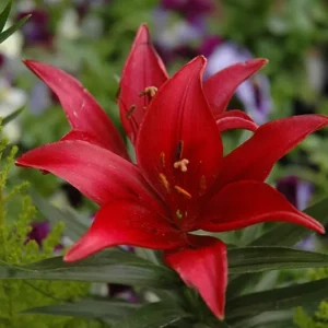 A red flower with yellow stamen and green leaves.