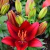 Close-up red lily with unopened green buds