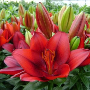 Red lily bloom with unopened buds