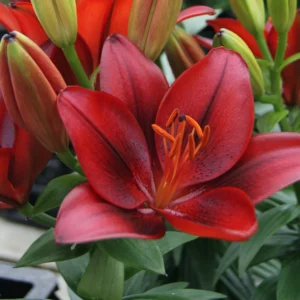 Velvety crimson lily bloom with green buds