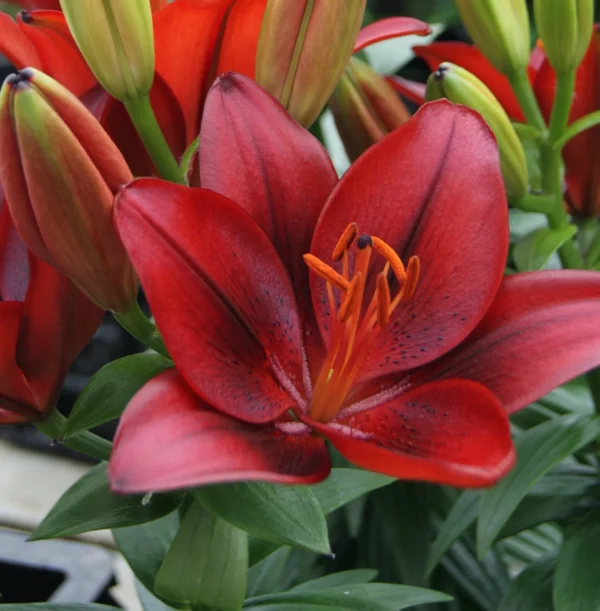 Velvety crimson lily bloom with green buds