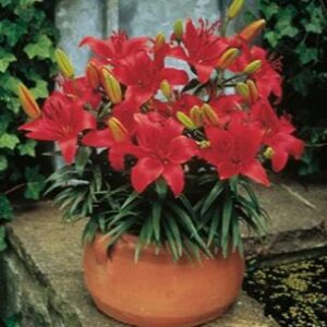 A red flower in a pot on the ground.