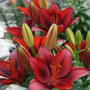 Deep red lilies with green buds