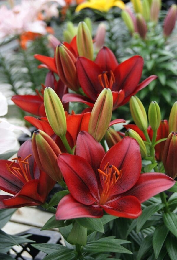 Deep red lilies with green buds
