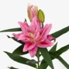 Pink lily flower with buds.