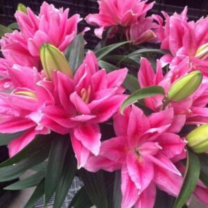 Pink lilies in a bouquet.