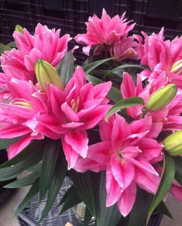 Pink lilies in a bouquet.