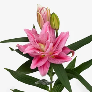 Pink lily flower with buds.