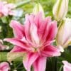 Pink speckled lily flower blossoms.