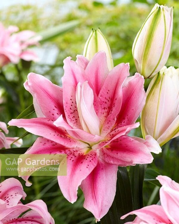 Pink speckled lily flower blossoms.