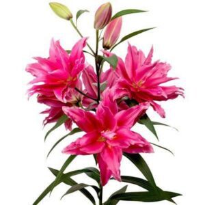 Here's an alt tag for the image: Pink lilies in full bloom.
