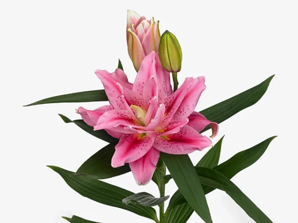 Pink lily flower with buds.