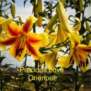 Bright orange and yellow Oriental lilies blooming in a garden.
