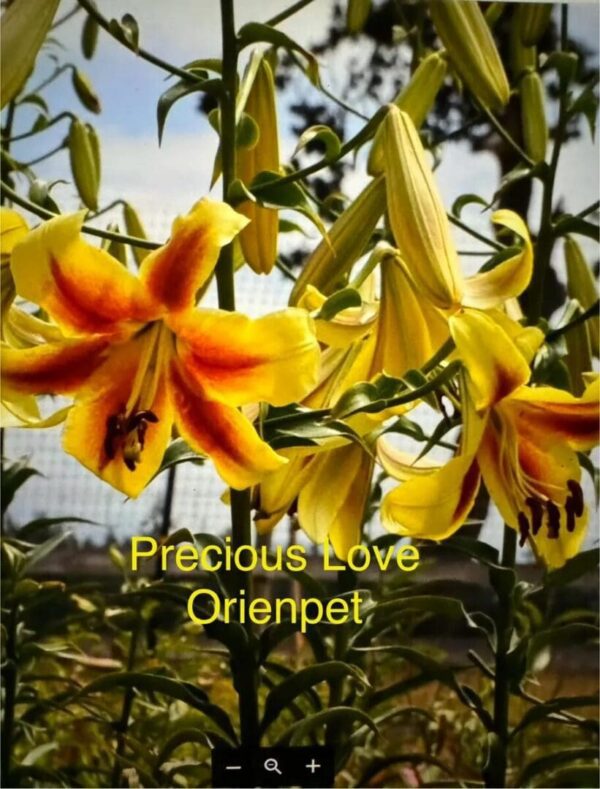 Bright orange and yellow Oriental lilies blooming in a garden.
