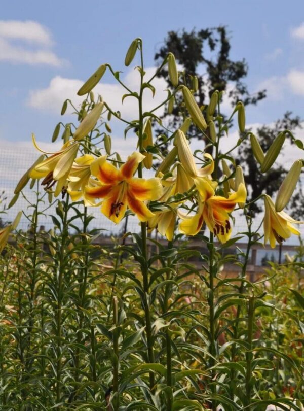 Yellow and orange lilies blooming outdoors under a clear sky.