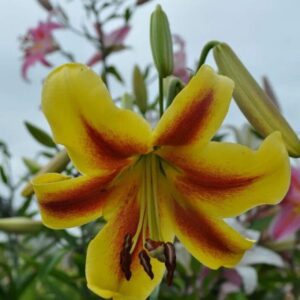 Close-up of a vibrant yellow and red lily flower in bloom.