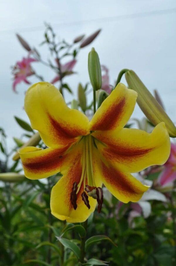 Close-up of a vibrant yellow and red lily flower in bloom.