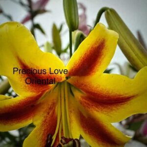 Close-up of a vibrant yellow and orange lily flower.