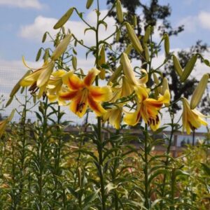 Bright yellow lilies with orange centers blooming in a garden under a blue sky.
