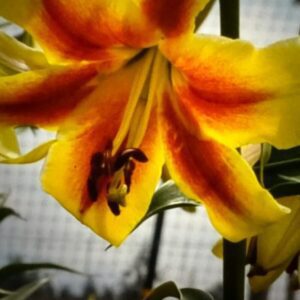 A bee collecting nectar from a vibrant yellow flower.