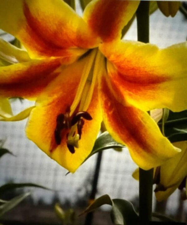 A bee collecting nectar from a vibrant yellow flower.