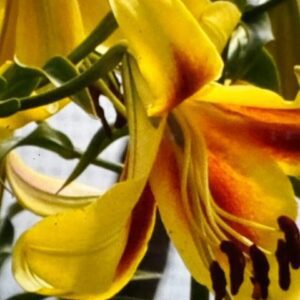 Close-up of a yellow and orange lily flower with green leaves.