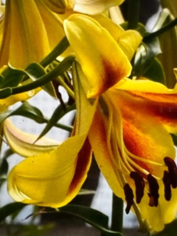 Close-up of a yellow and orange lily flower with green leaves.