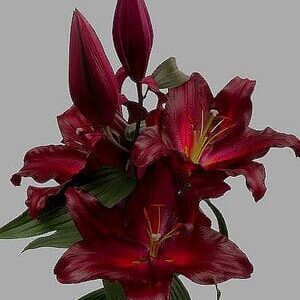 A close up of some red flowers on a gray background
