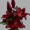 dark red oriental lily flower for sale