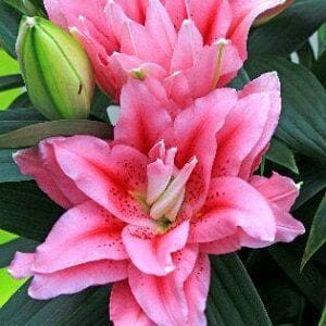 Pink lilies in full bloom.