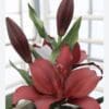 Dark red lily flower blossoms.