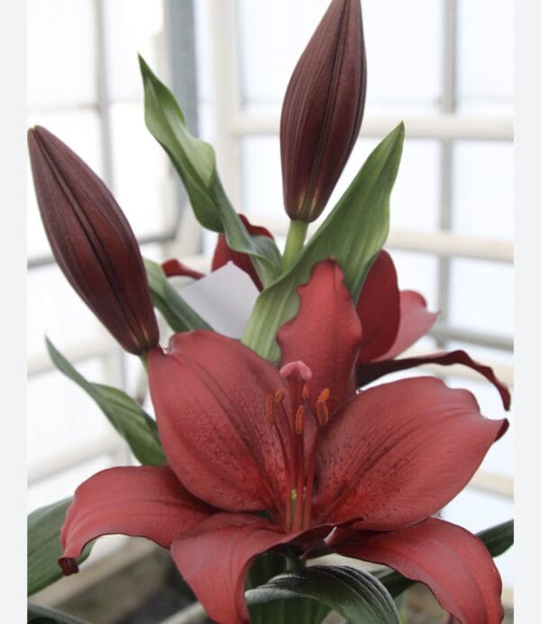 Dark red lily flower blossoms.
