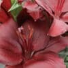 Close-up of dark red lilies.