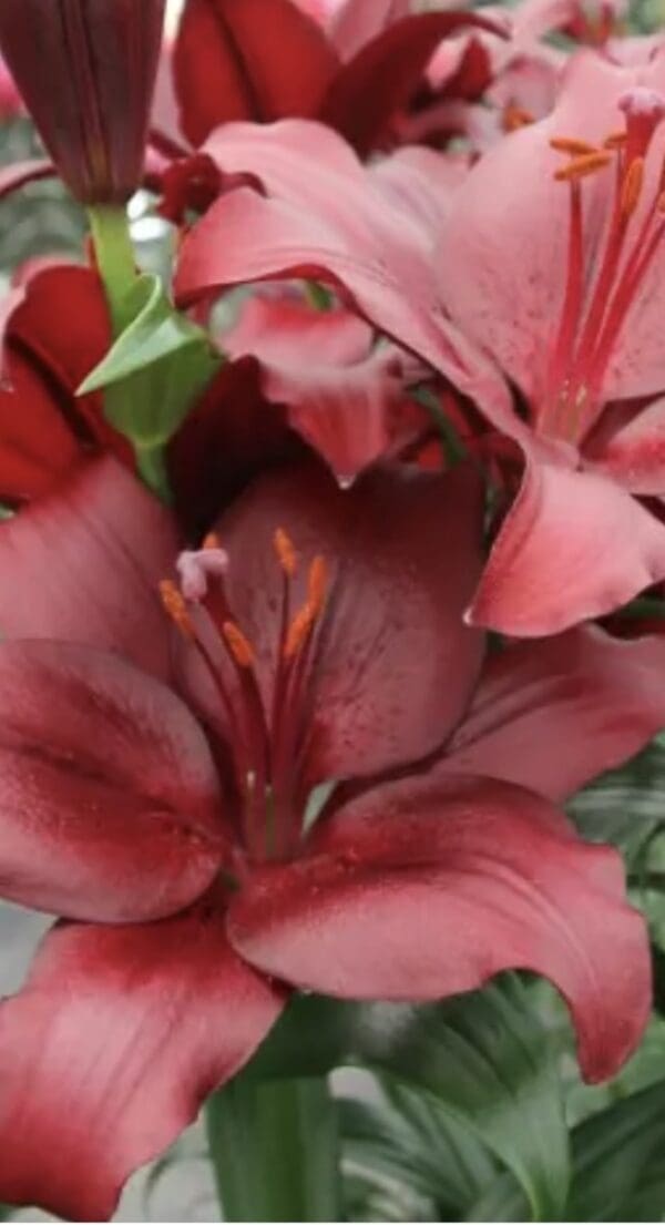 Close-up of dark red lilies.