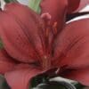 Dark red lily flower close-up.