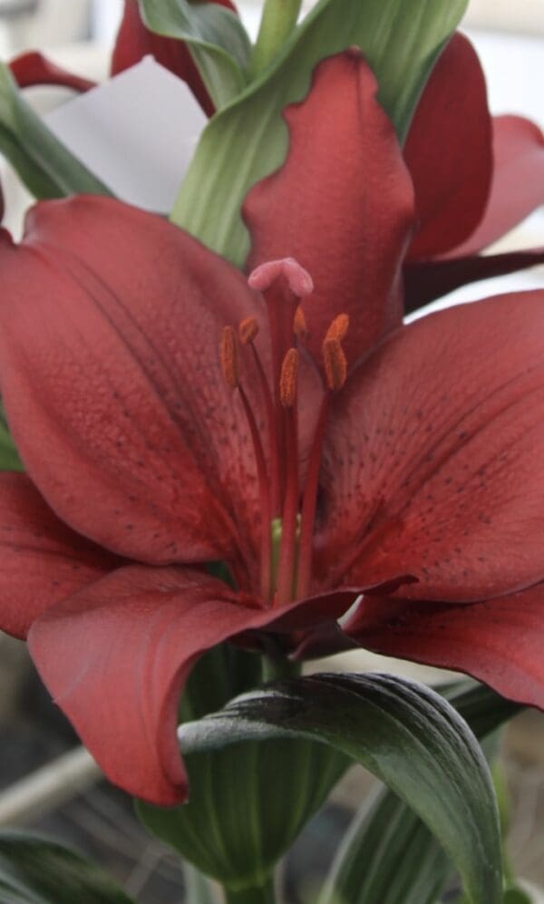 Dark red lily flower close-up.