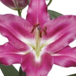 Pink lily flower with green leaves.