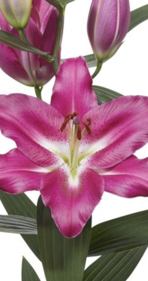 Pink lily flower with green leaves.