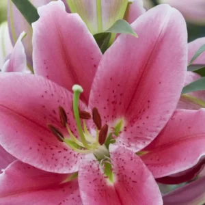 Large pink lily showing stamens and pollen