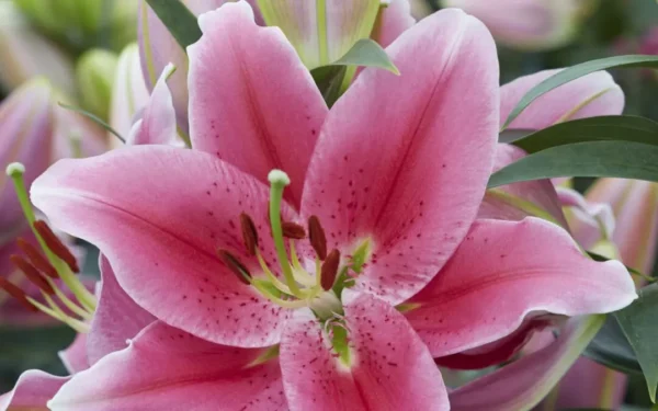 Pink lily flower in full bloom.