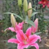 Pink lilies blooming in garden.