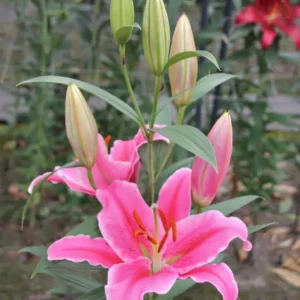 Pink lilies blooming in garden.